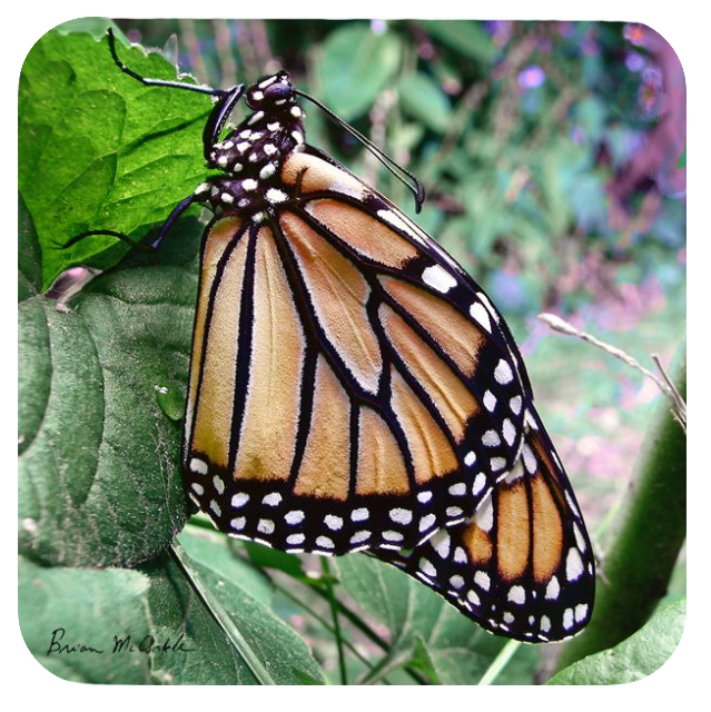 (image for) Monarch Butterfly Folded